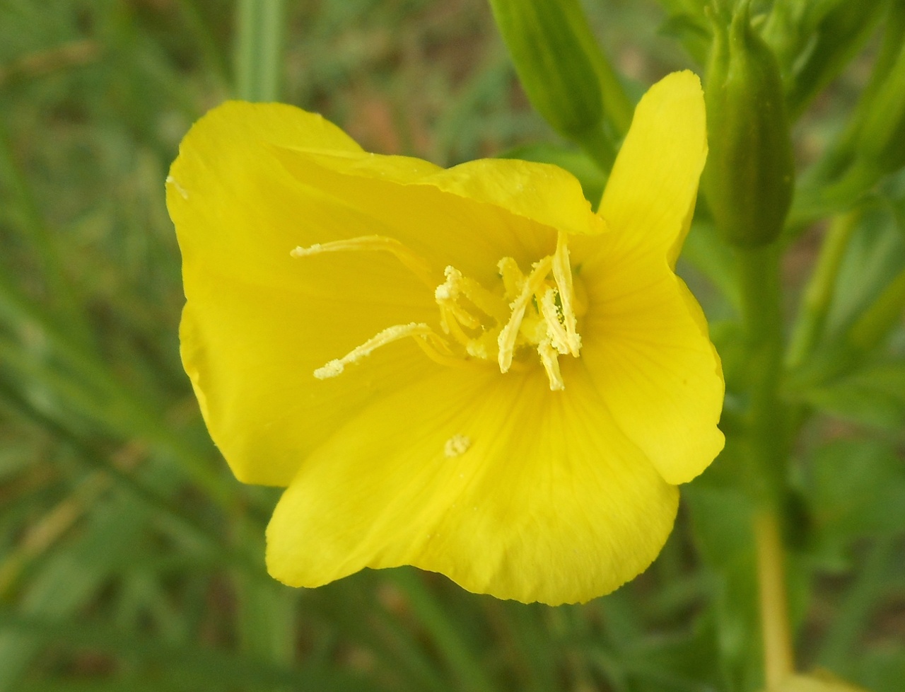 Oenothera chicaginensis / Enagra di Chicago